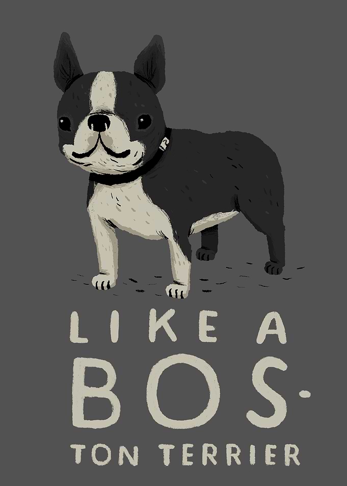 like a bos-ton terrier