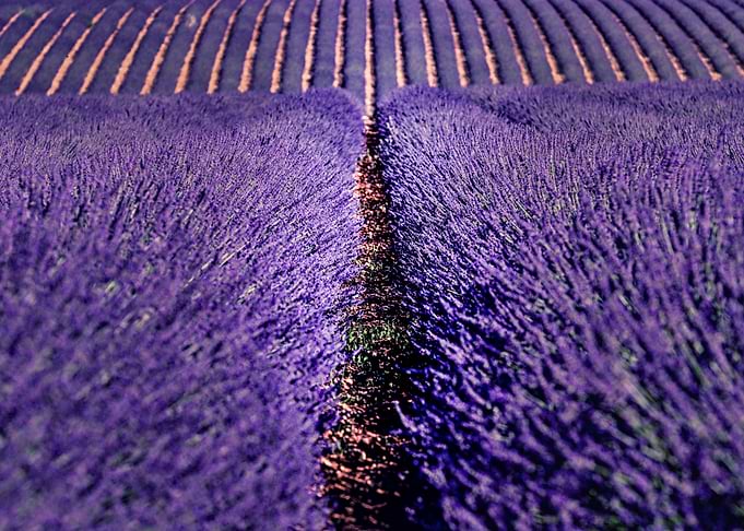 Field of lavande