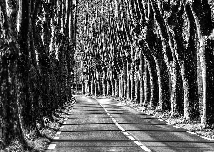 tree road