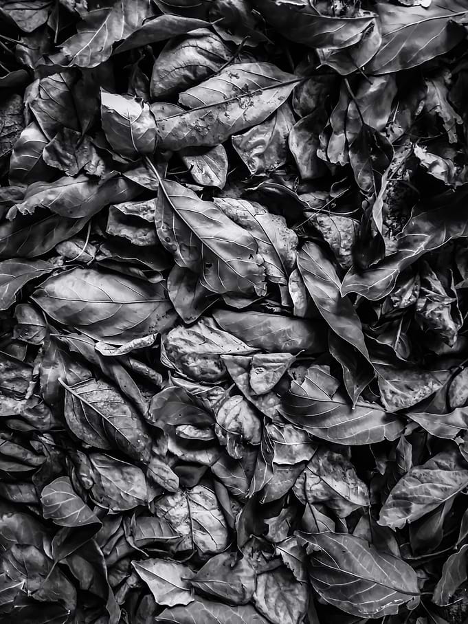 leaf texture in black and white