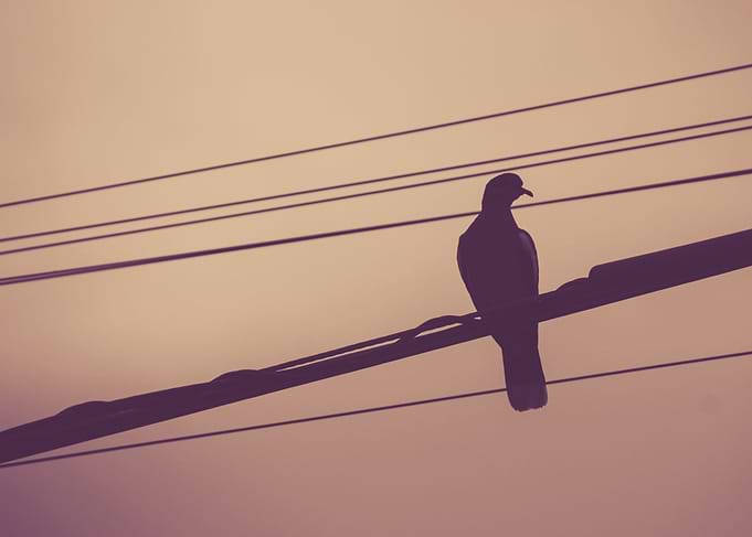 Pigeon on electric wires photograph