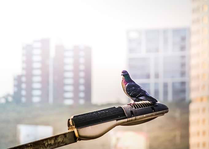 Photograph of an urban pigeon on a street lamp