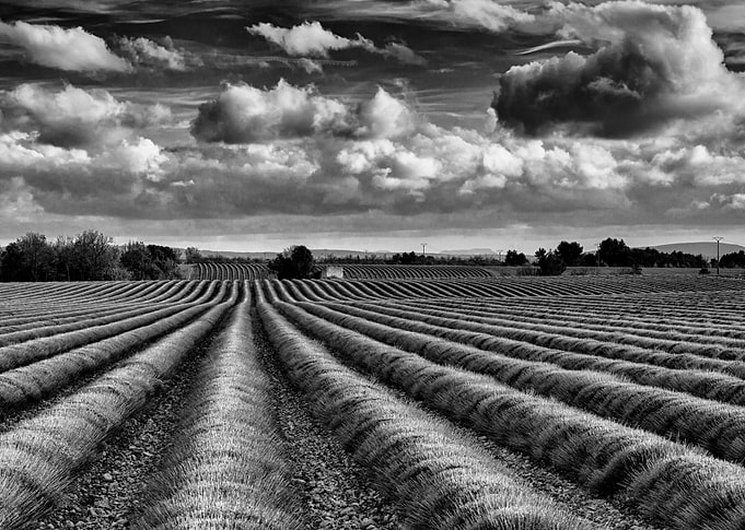 Fields of gold