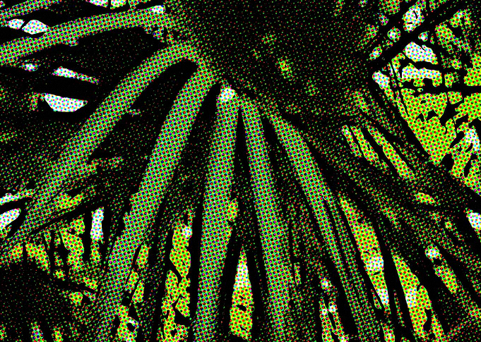 Plant