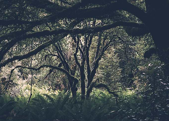 Forest 05