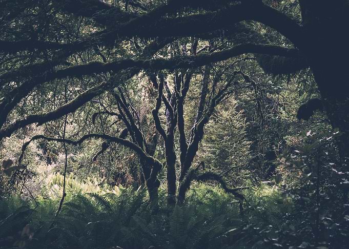 Forest 05