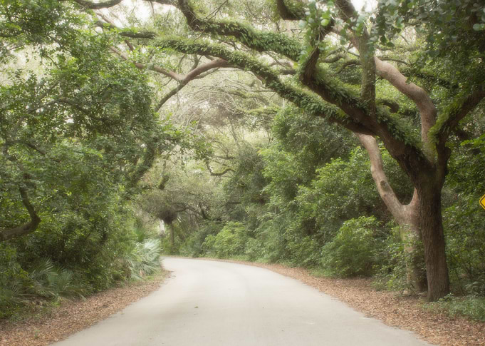 The Woods