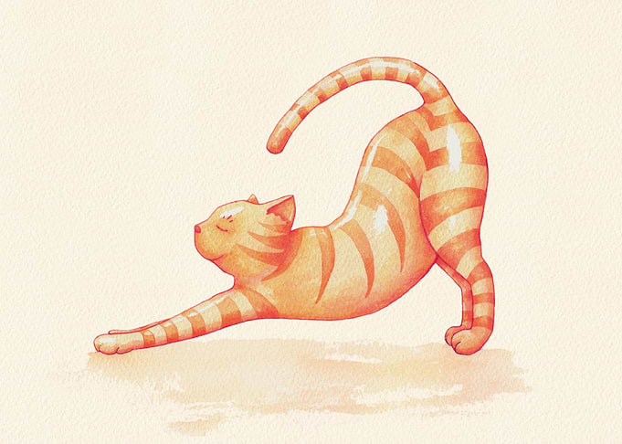 Yoga Cat