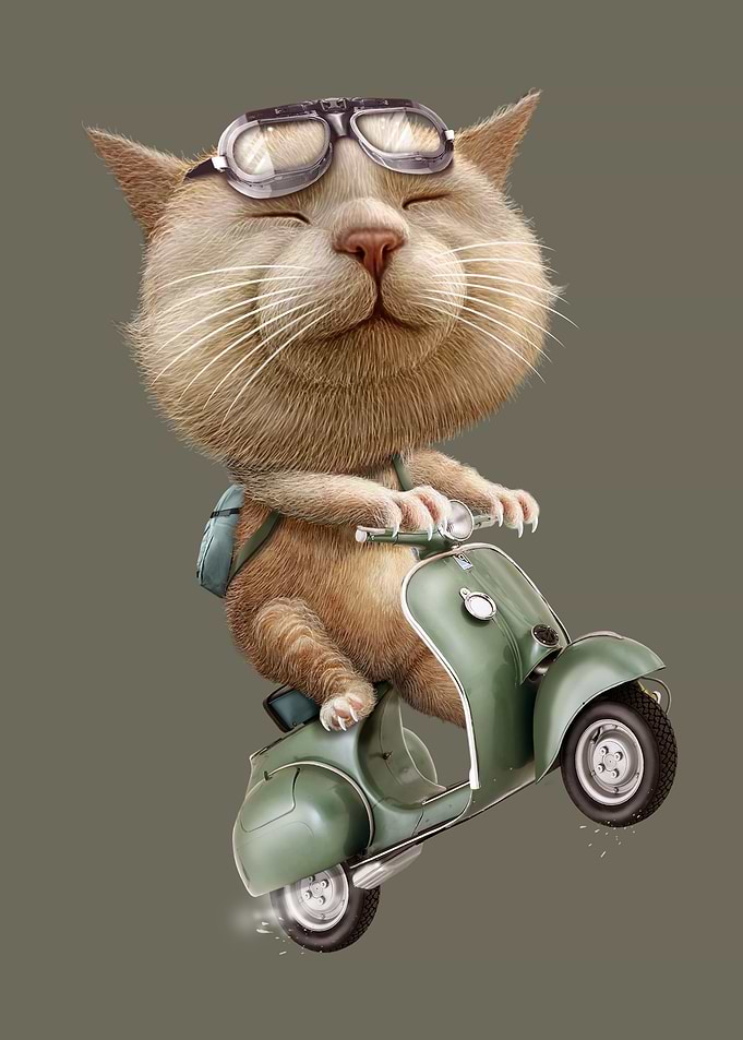 RUNAWAY CAT