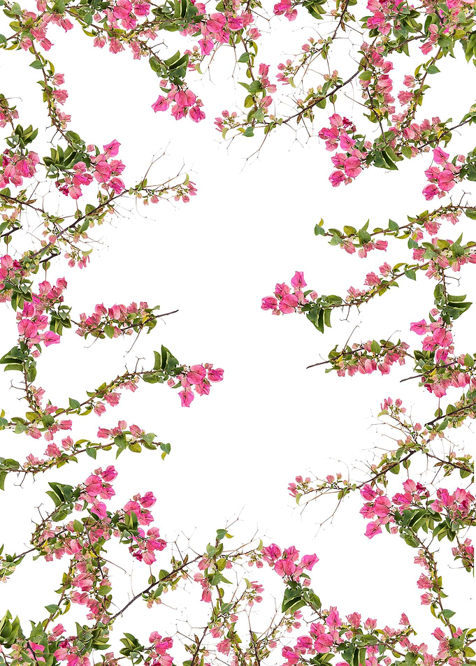 Floral Botanical