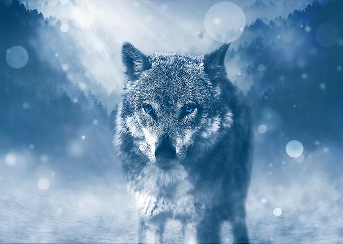 Wolf by Ice