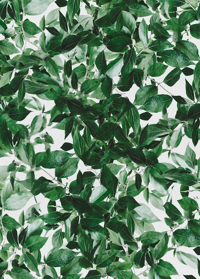 Leaves Greenery