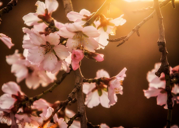 Blossom tree