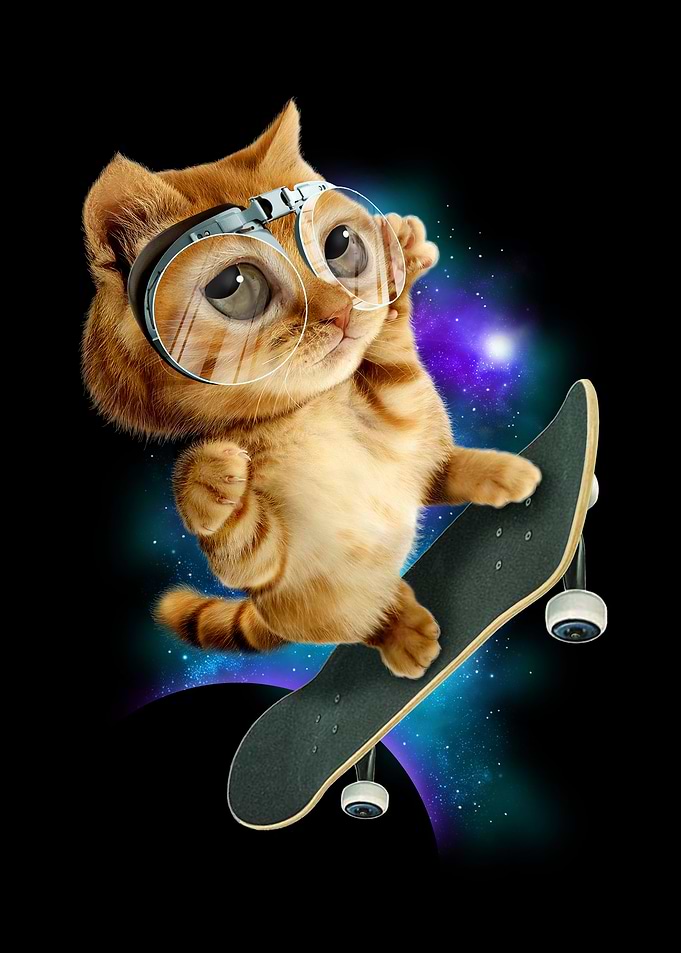 SKATEBOARD CAT