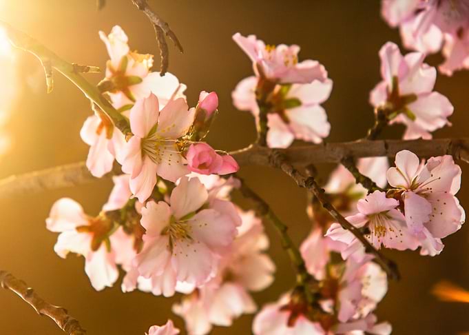 Blossom tree