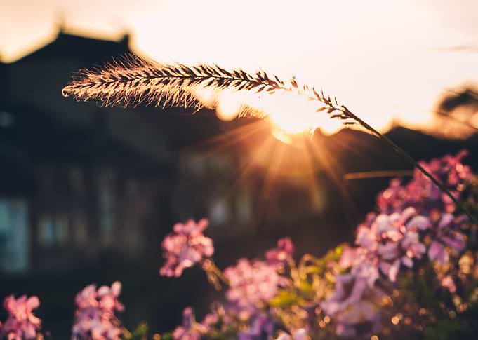 Sunlight flowers