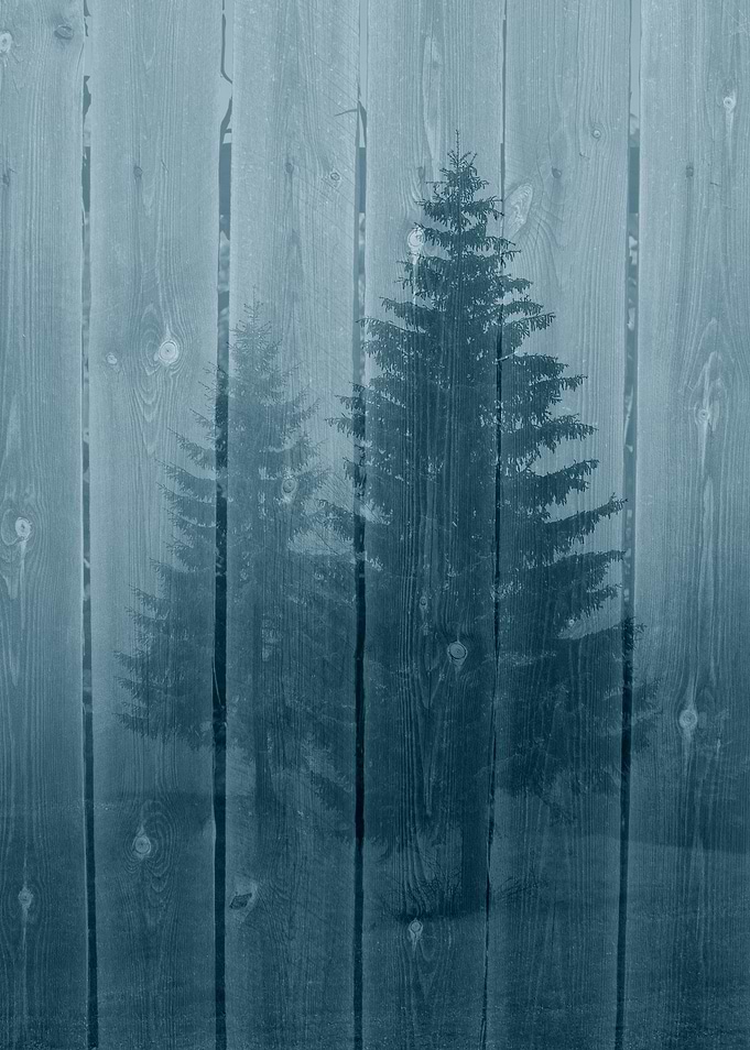 Foggy forest