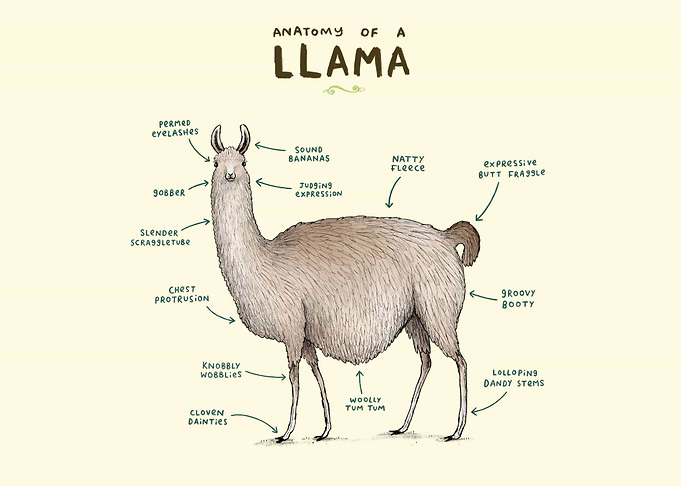 Anatomy of a Llama