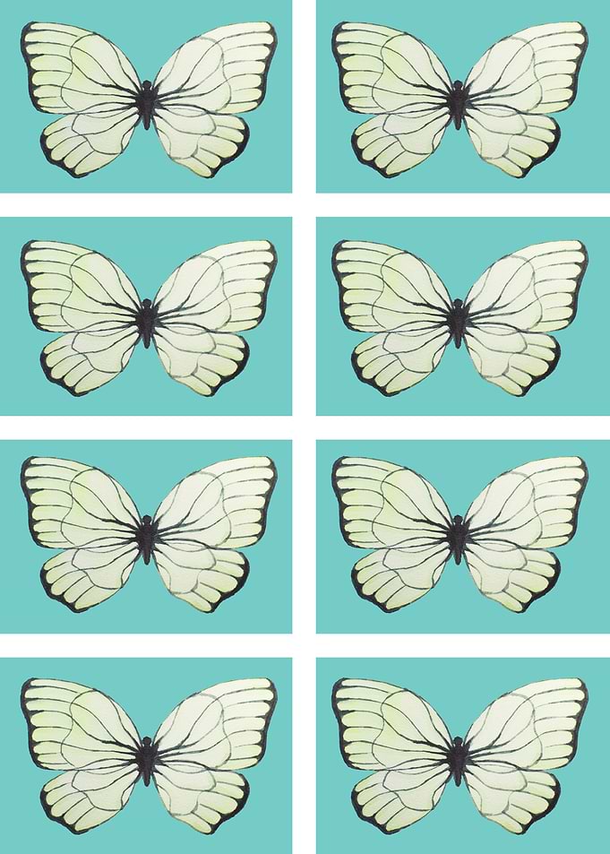 butterfly