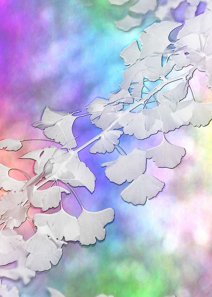gingko bough