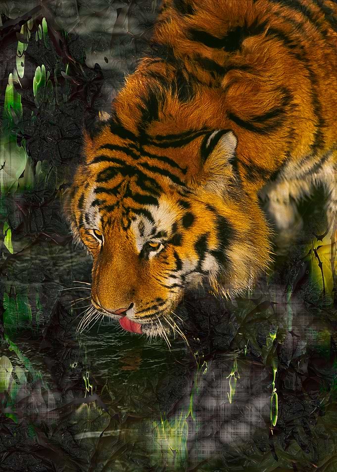 Tiger of Bengala drinking