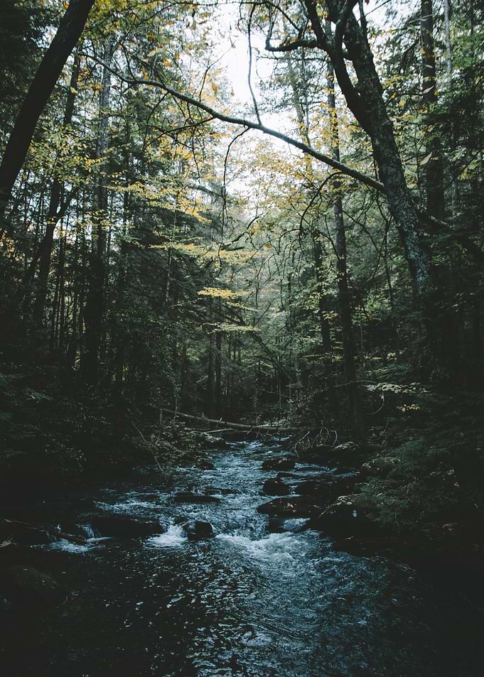 Alone Within The Trees