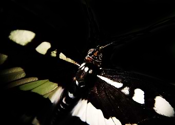 Butterfly Low Key Effect