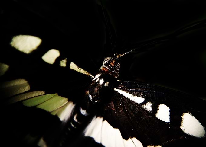 Butterfly Low Key Effect
