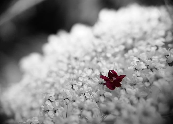 Single Pink Flower