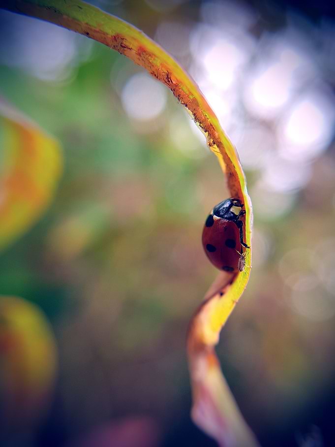 Ladybird Toy Camera Effect