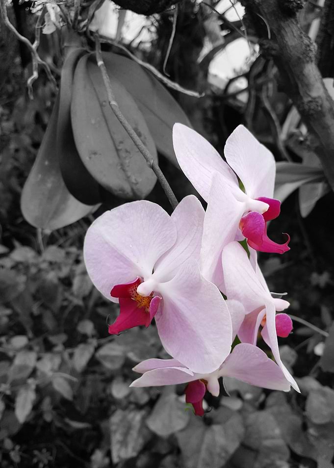 Pink Orchids B&W Effect
