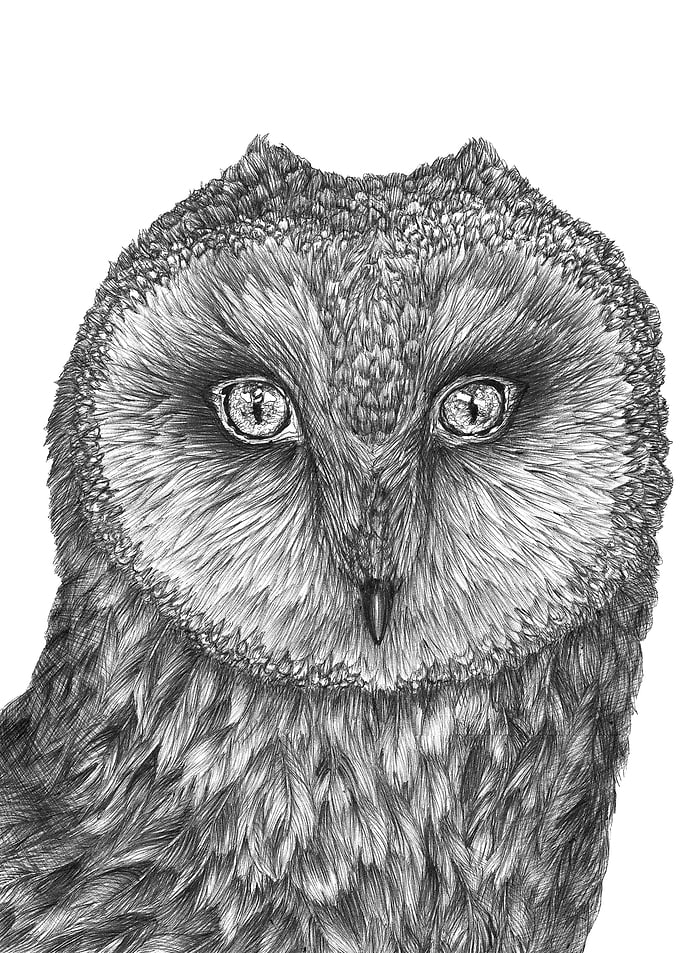 Little Barn Owl
