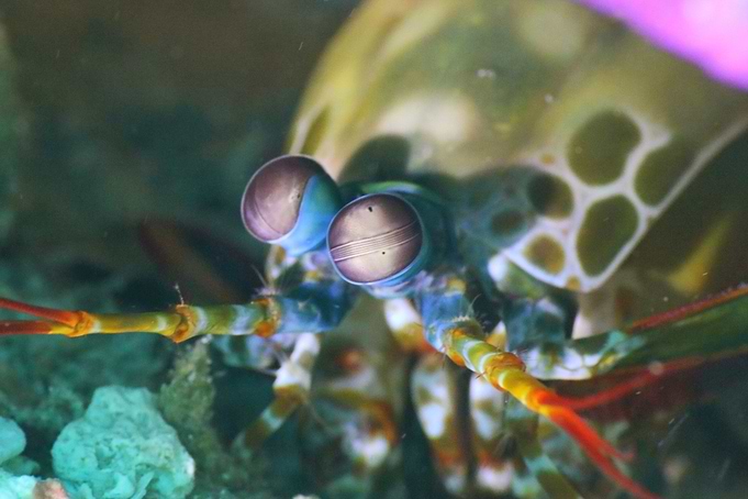 Mantis shrimp