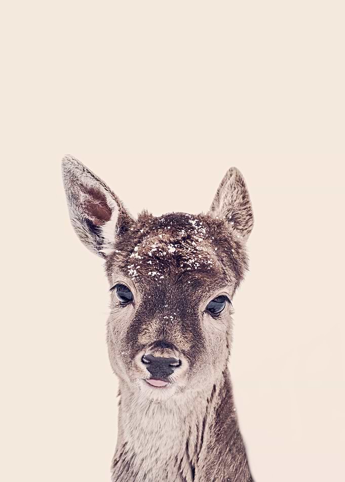 LITTLE FAWN FIONA