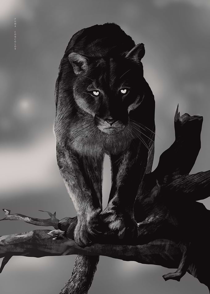 Puma