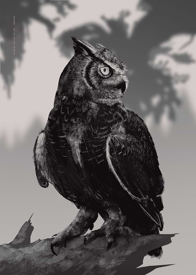 Owl