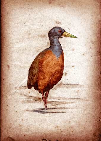 Aramides cajaneus