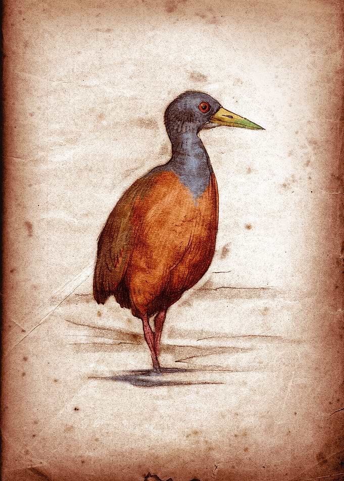 Aramides cajaneus