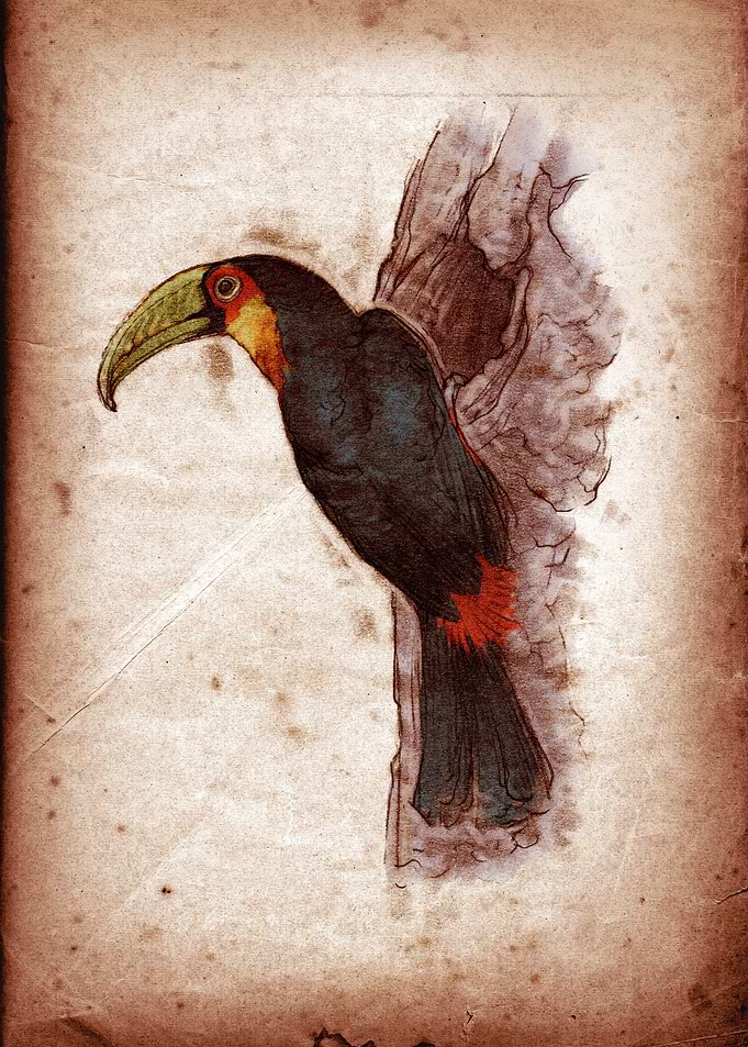 Ramphastos dicolorus linnaeus