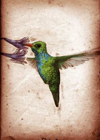 Chlorostilbon lucidus