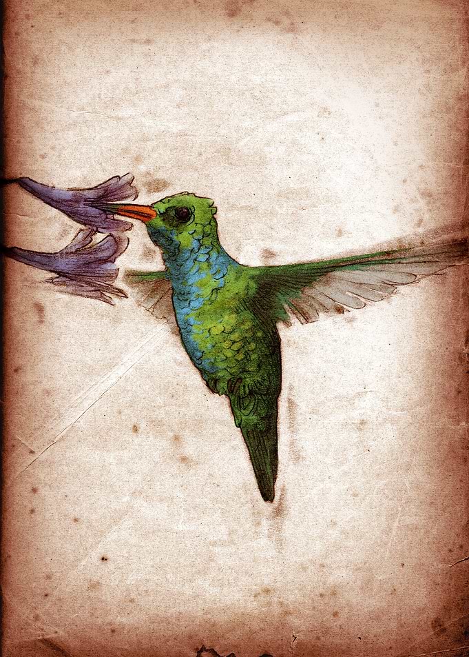 Chlorostilbon lucidus