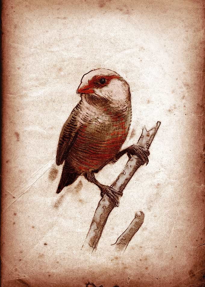 Estrilda astrild