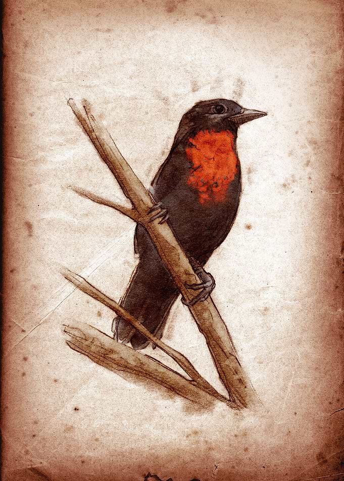 Pyroderus scutatus