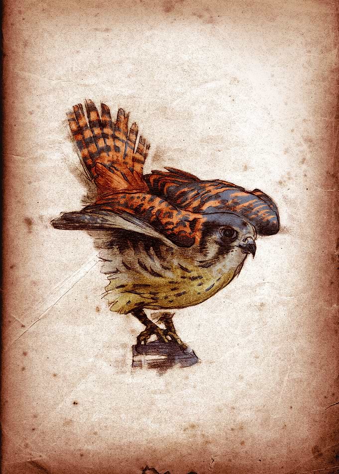 Falco sparverius