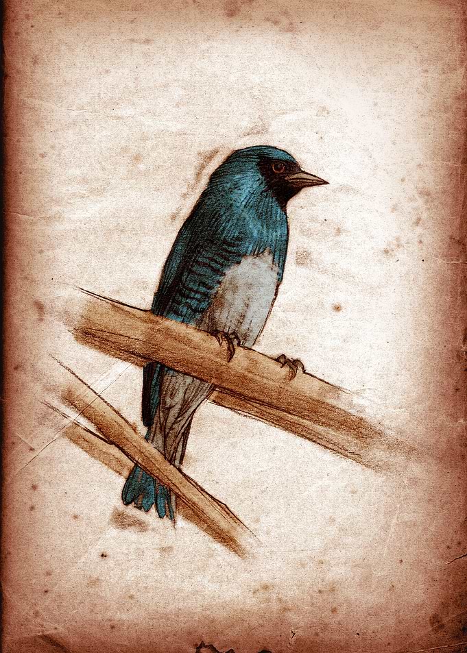 Tersina viridis