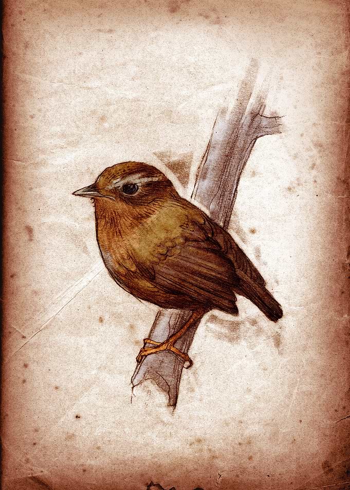 Conopophaga lineata