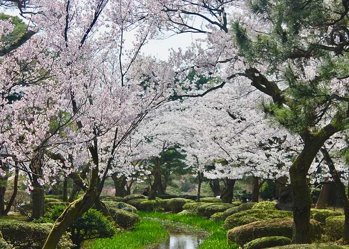 River Blossoms
