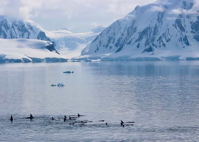 Orcas