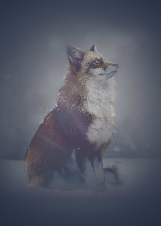The Red Fox And The Aurora