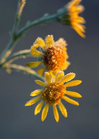 Frozen yellow flowers